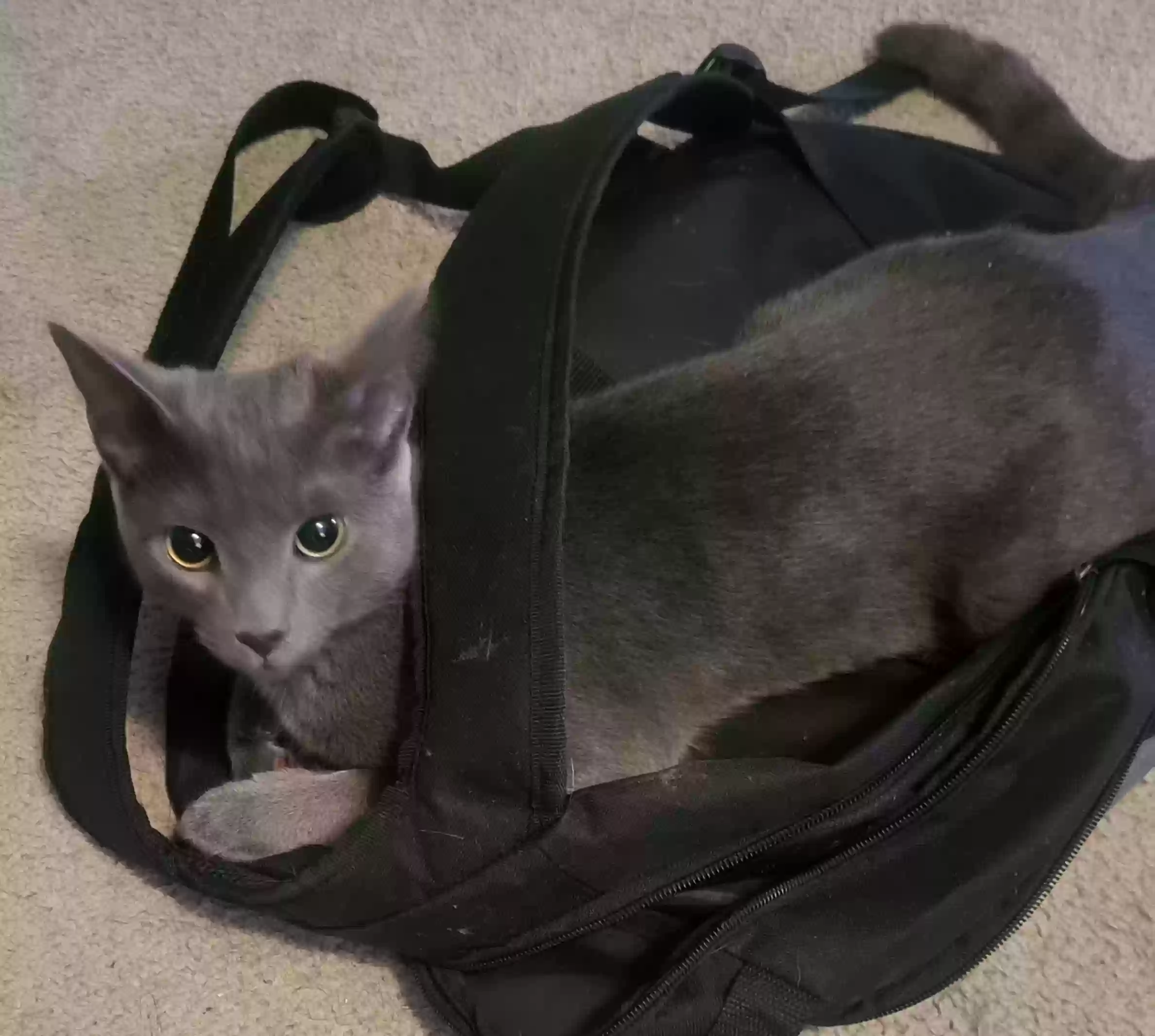 adoptable Cat in Winston Salem,NC named Storm